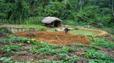 Off-grid farm being rebuilt during heavy rain while living off the grid