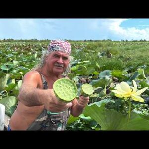 Bruce Mitchell foraging American Lotus seed pods in a Louisiana swamp, holding lotus pods also known as Cajun Peanuts