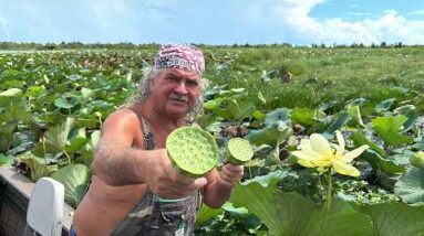 Bruce Mitchell foraging American Lotus seed pods in a Louisiana swamp, holding lotus pods also known as Cajun Peanuts