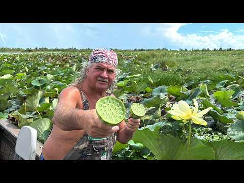 Bruce Mitchell foraging American Lotus seed pods in a Louisiana swamp, holding lotus pods also known as Cajun Peanuts